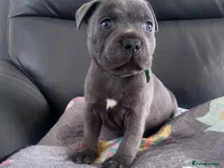Staffordshire Bull Terrier dogs Blue KC Staffy pups - Advert 16