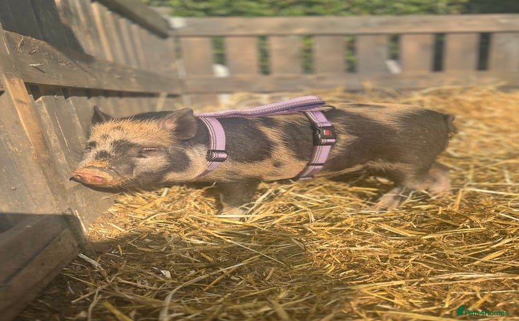 Pig livestock - Advert 2