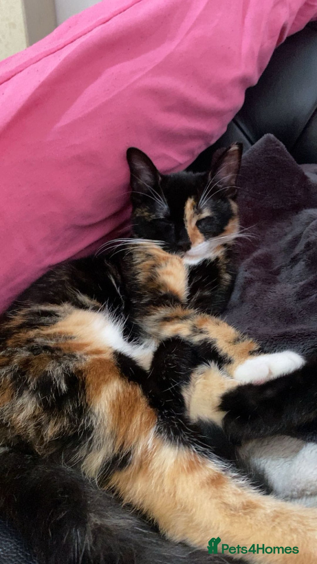 Mixed Breed cats for sale: Male and female neutered cat  - Image 3