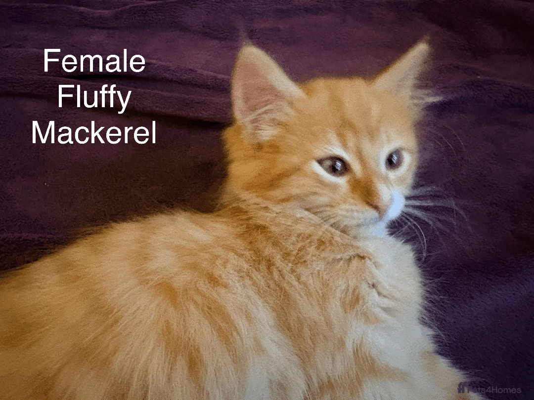 Mixed Breed cats for sale: Seven gingers, bundles of joy! - Advert 19