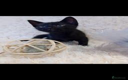 Mixed Breed cats for sale: Black male - Image 1