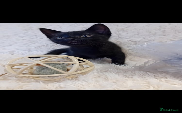 Mixed Breed cats - Advert 9