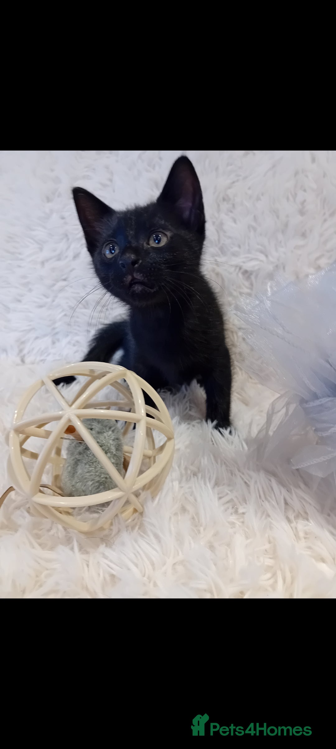 Mixed Breed cats for sale: Black male - Image 1