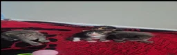 Maine Coon cats for sale: Gorgeous Maine Coon Kittens  - Advert 6