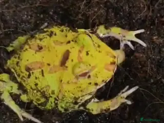 Mixed Breed reptiles Various animals for sale NOT £10 - Advert 4