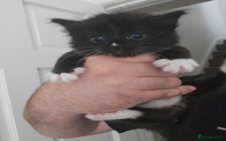 Mixed Breed cats for sale: 4 stunning kittens looking for there forever home  - Image 1