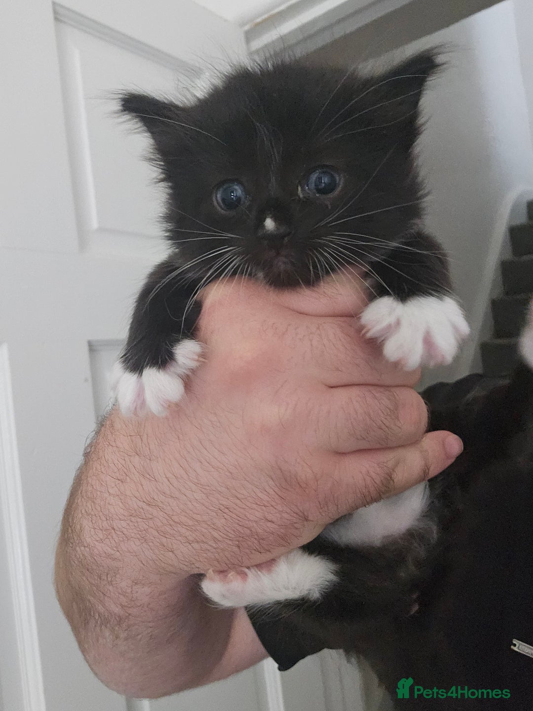 Mixed Breed cats for sale: 4 stunning kittens looking for there forever home  - Image 1