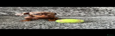 Dachshund 3