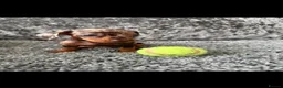 Dachshund dogs for sale: Miniature Dachshund - Advert 19