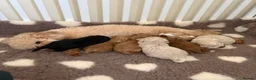 Maltipoo dogs for sale: 5🌟Korean maltipoo puppies health tested - Advert 19