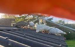 Guinea Fowl poultry for sale: Teenage pet Guinea fowl for sale  - Image 3