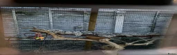 Quail poultry for sale: ** QUAIL HATCHING EGGS ** - Advert 14