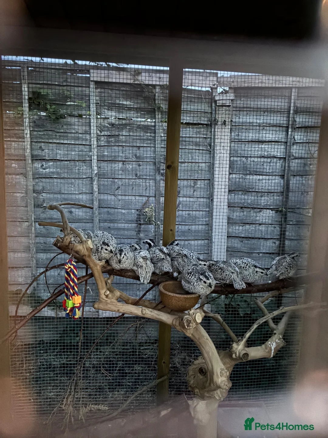 Quail poultry for sale: ** QUAIL HATCHING EGGS ** - Advert 14