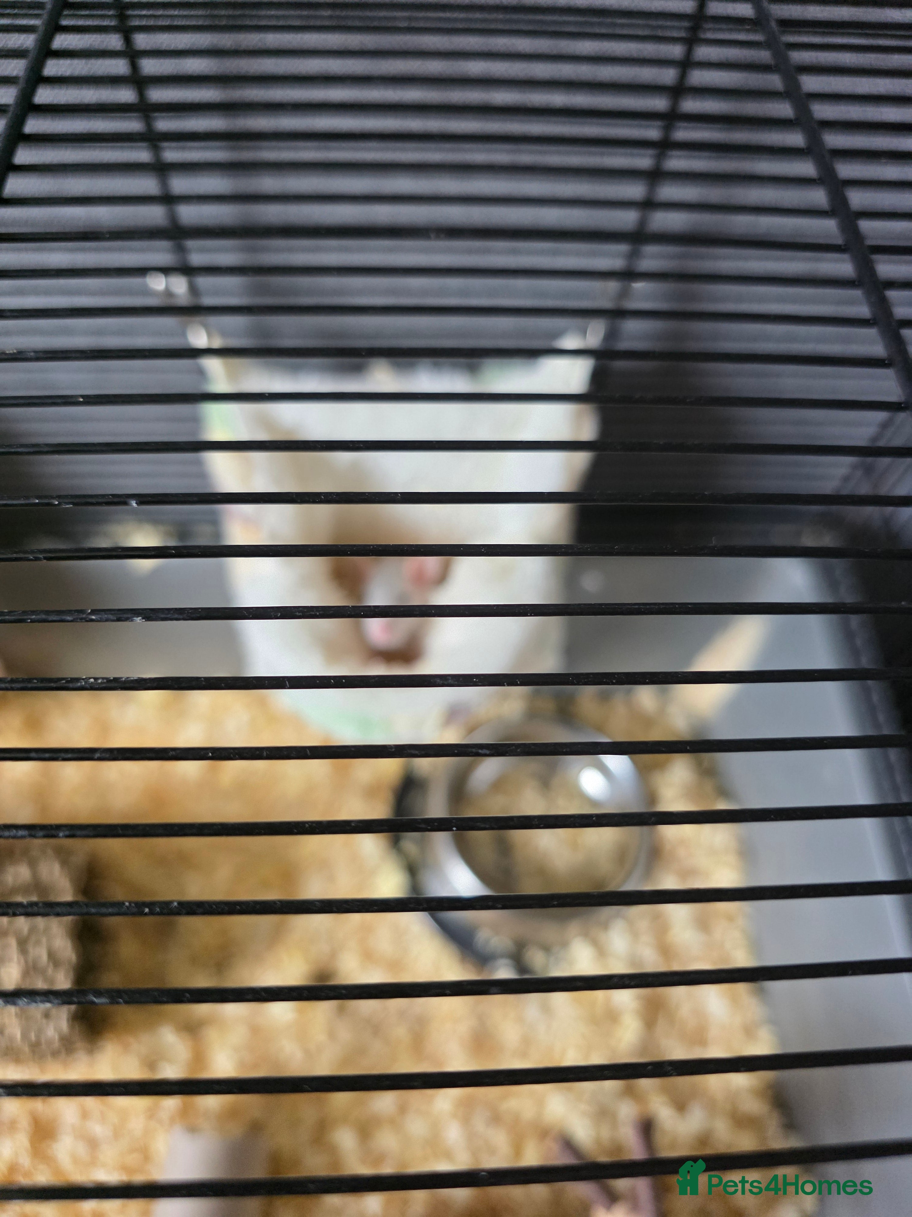 Rat rodents Baby rats  - Advert 1