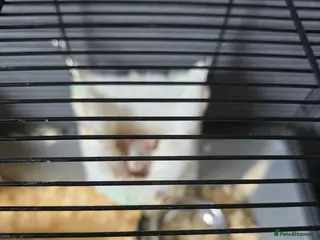 Rat rodents Baby rats - Advert 1