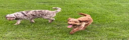Cockapoo dogs for sale: BEAUTIFUL COCKAPOO PUPPIES  - Advert 2