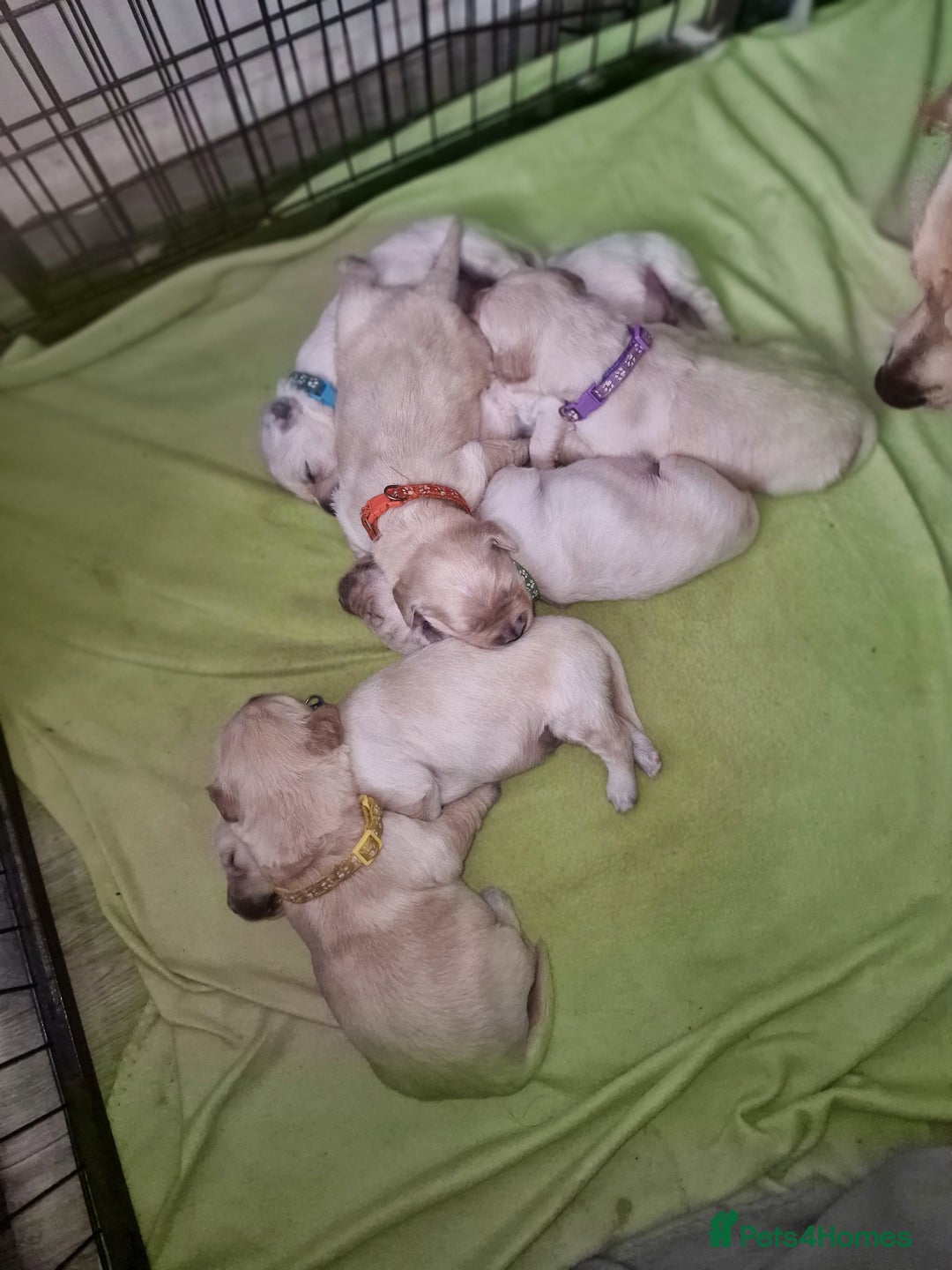 Golden Retriever dogs for sale: 🐾🐕Golden Retriever Puppies 🐶 🐕‍🦺 - Image 5