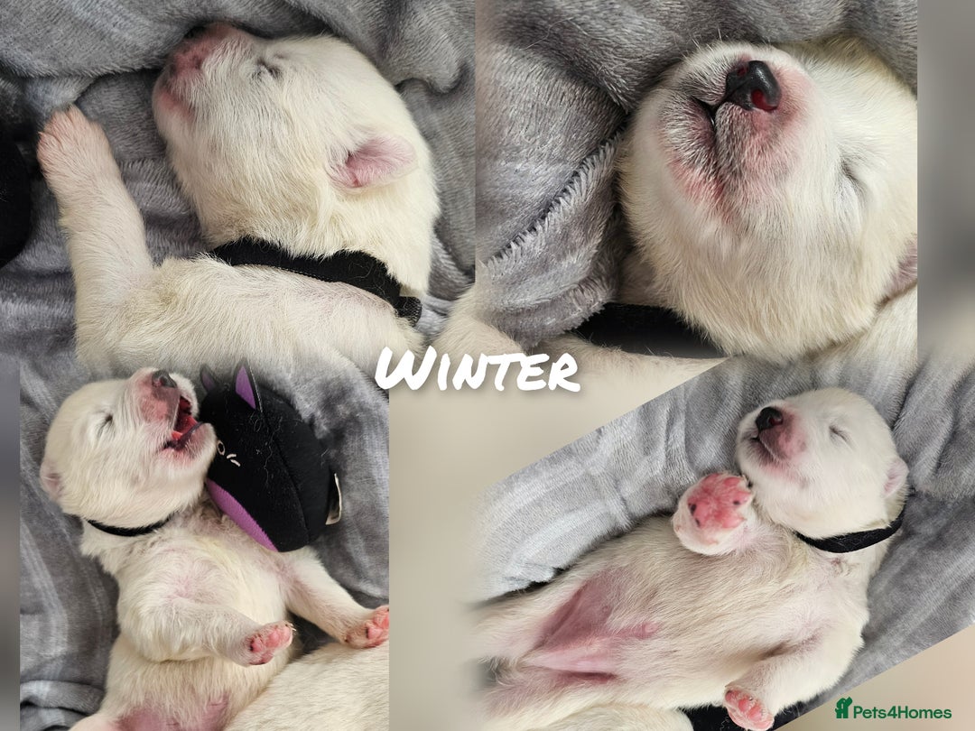 Samoyed dogs for sale: 2wonderful, purebred boys. (For therapy dogs) - Image 18