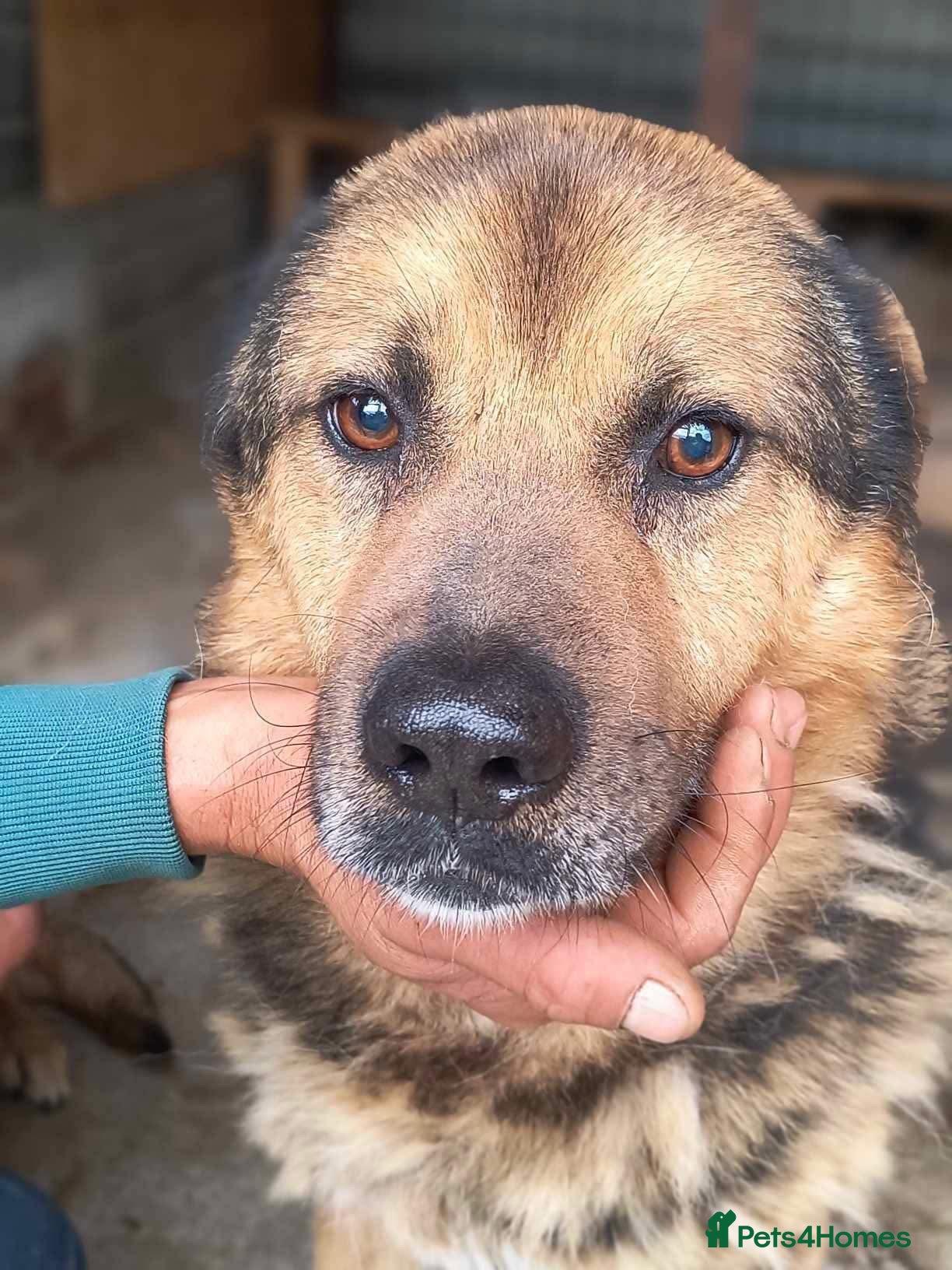 Mixed Breed dogs Soul 💙 - Advert 1