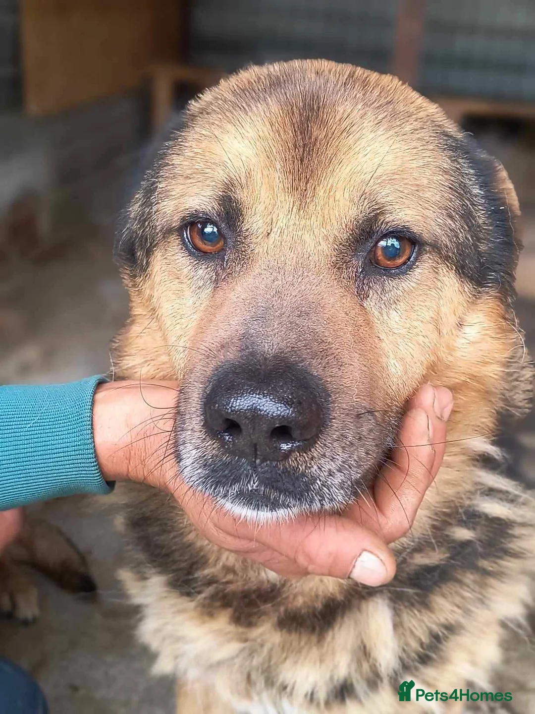 Mixed Breed dogs for adoption: Soul 💙 - Advert 1