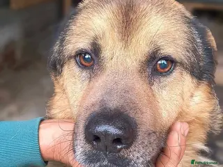 Mixed Breed dogs Soul 💙 - Advert 1