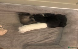 Schnoodle dogs for sale: Beautiful Schnoodle Puppies KC Reg Parents!!  - Image 12