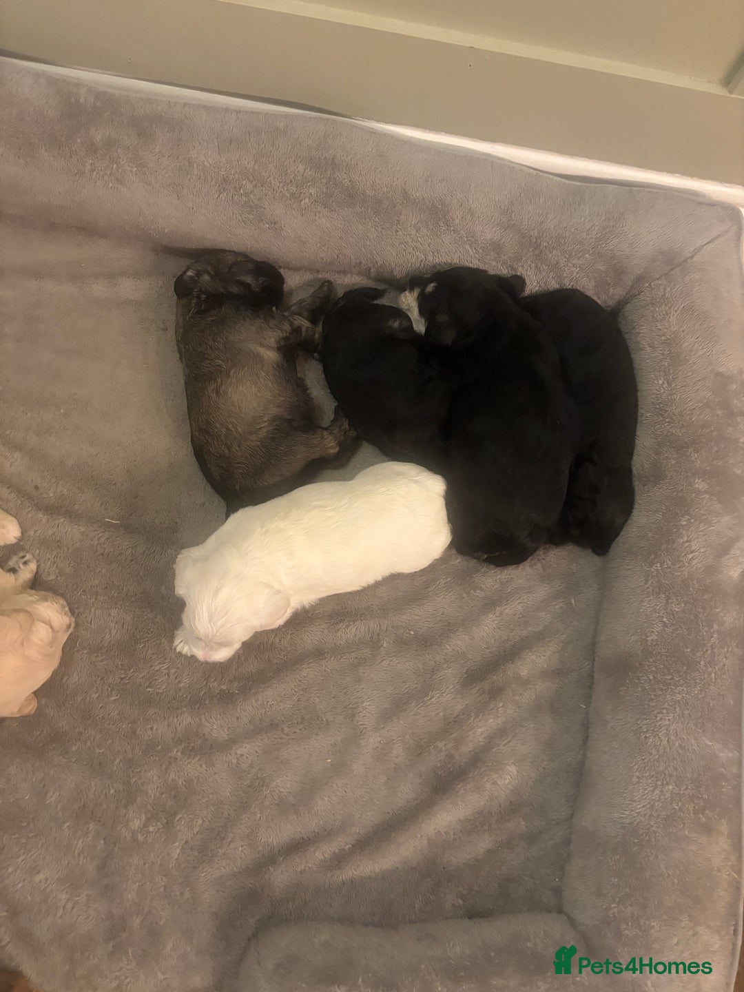 Schnoodle dogs for sale: Beautiful Schnoodle Puppies KC Reg Parents!!  - Image 12