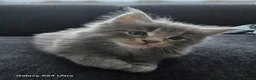 Maine Coon cats for sale: Kitten  - Advert 1