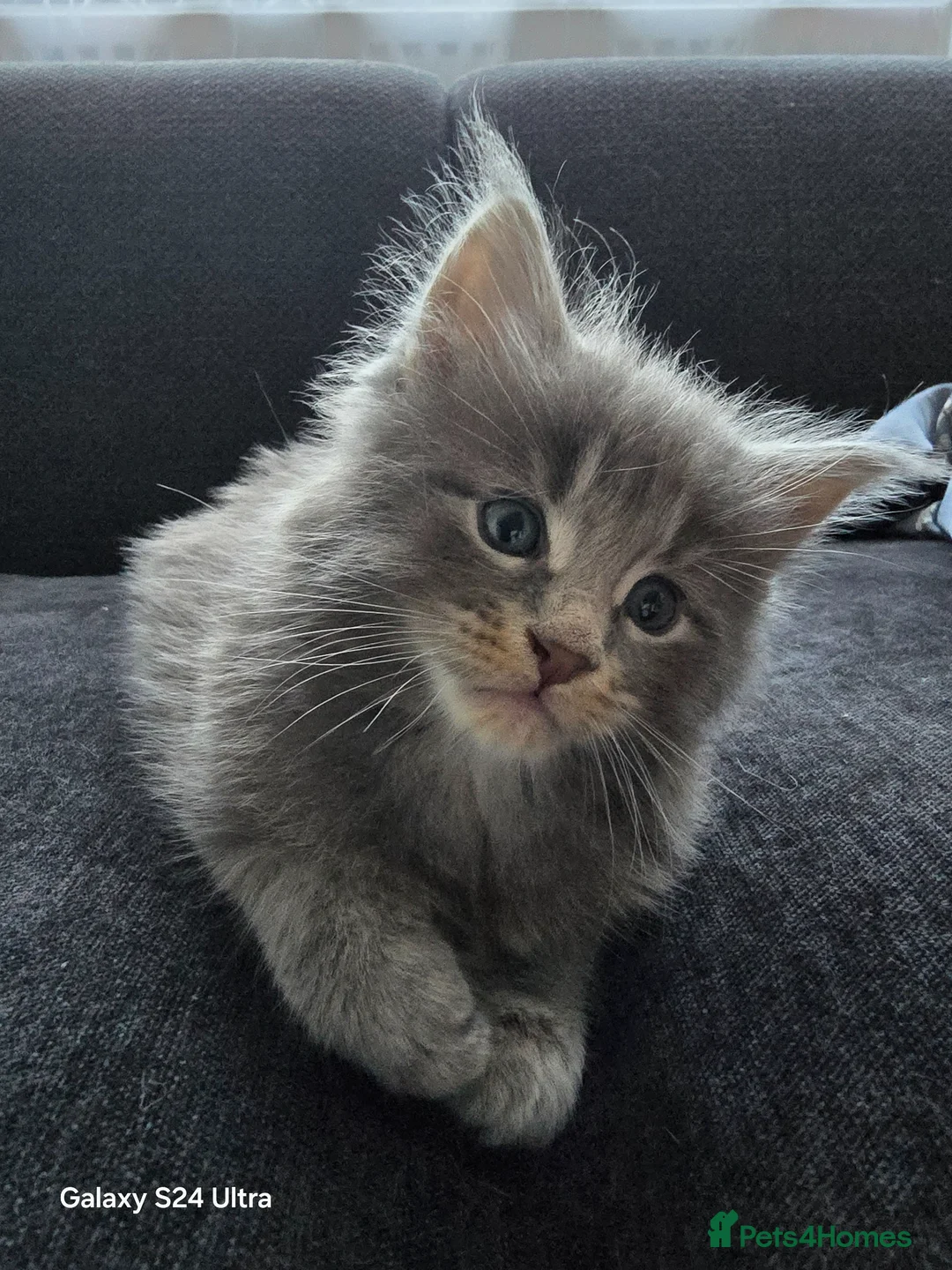 Maine Coon cats for sale: Kitten  - Advert 1