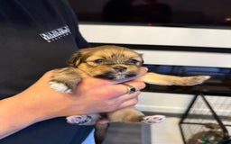 Lhasa Apso dogs for sale: 6 beautiful Lhasa apsos  - Image 36