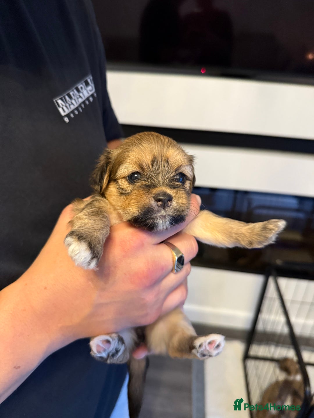 Lhasa Apso dogs for sale: 6 beautiful Lhasa apsos  - Image 36