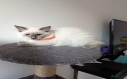Ragdoll cats for sale:  Ragdoll kittens  - Image 28