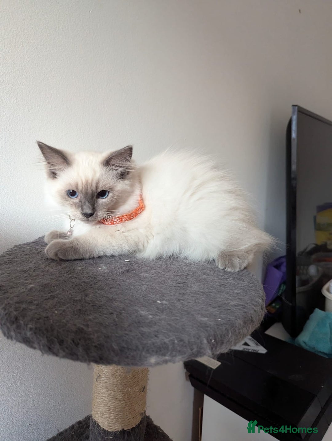Ragdoll cats for sale:  Ragdoll kittens  - Image 28