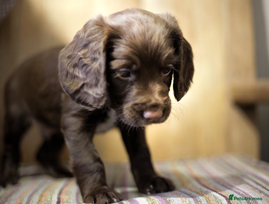 Cocker Spaniel dogs for sale: Working cocker spaniels  - Advert 3