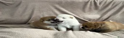 Japanese Shiba Inu dogs for sale: KC registered Japanese Shiba Inu puppies - Advert 17