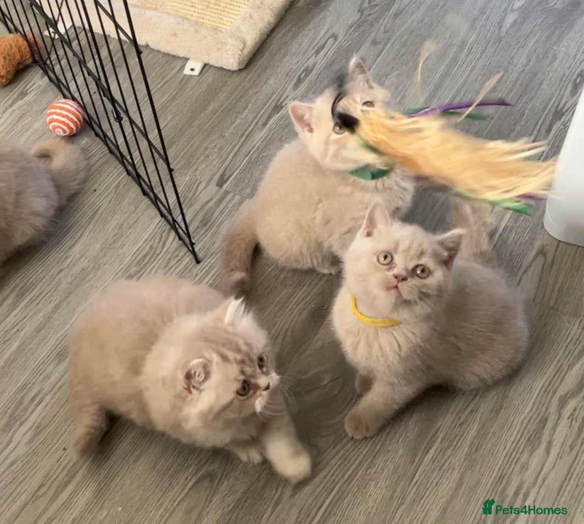 British Shorthair cats READY TO GO!!! Purebred amazing BSH kittens - Advert 7