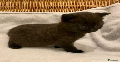 British Shorthair cats - Advert 27