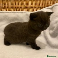 British Shorthair cats - Advert 27