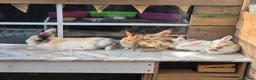 Mixed Breed rabbits for sale: REDUCED! Last boy!  - Advert 6