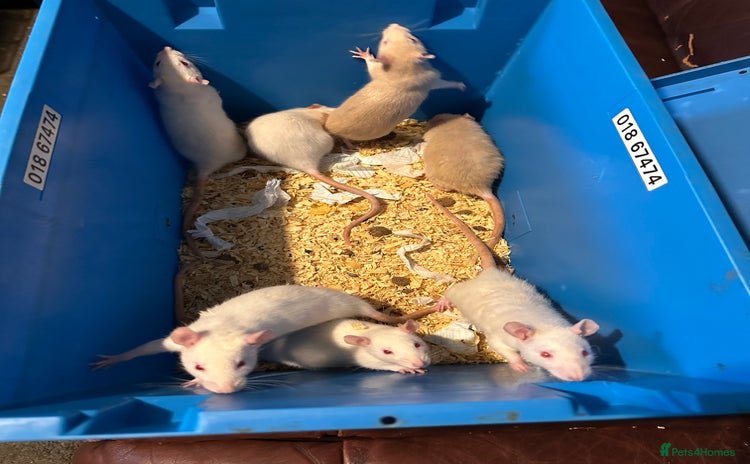 Rat rodents - Advert 3