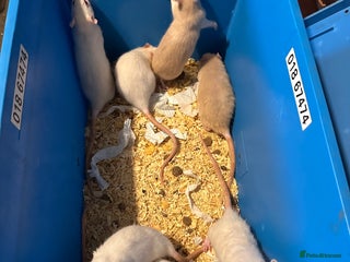 Rat rodents - Advert 30