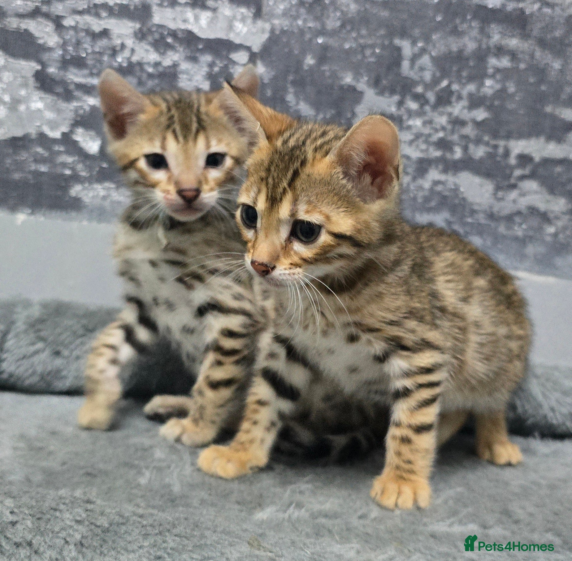 Bengal cats Ready from middle May..TICA girl and boy - Advert 1