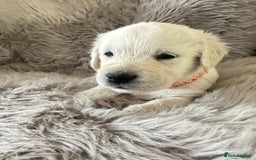 Golden Retriever dogs for sale: KC REGISTERED GOLDEN RETRIEVER PUPS - Image 26