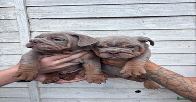 English Bulldog dogs in Dagenham - Advert 7