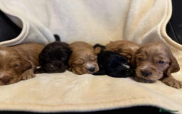 Cocker Spaniel dogs for sale: Adorable Show Cockers - Image 7