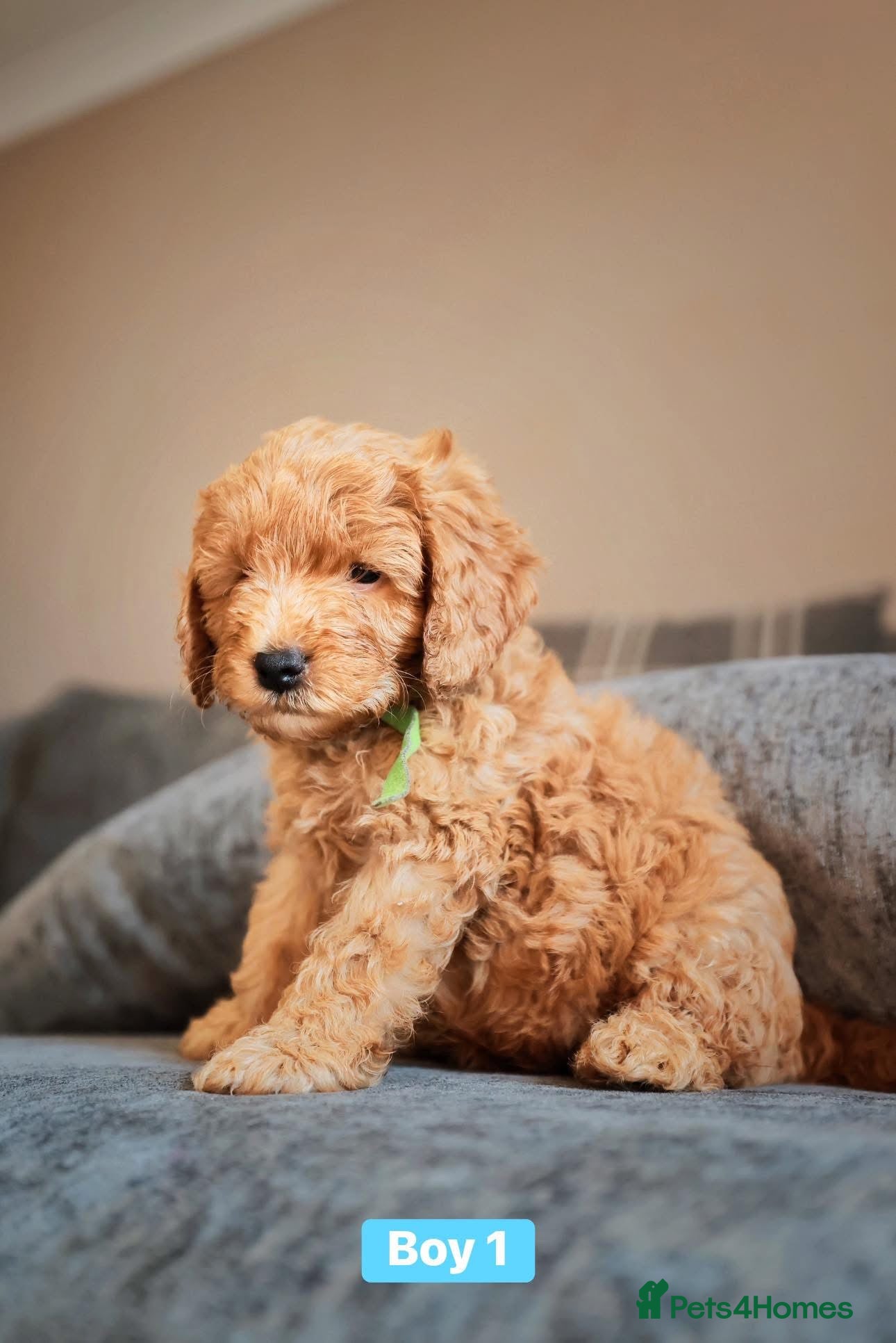 Cockapoo dogs for sale: F1B Toy Cockapoos for sale in Alexandria - Advert 10