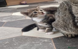 Mixed Breed cats for sale: 4 stunning bengal cross kittens ready 14/09/25 - Image 7