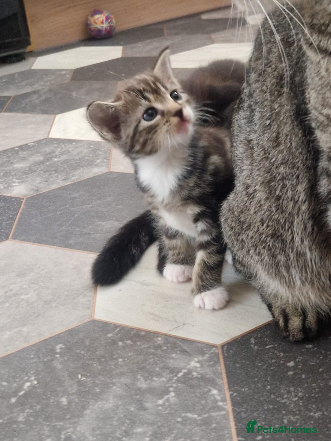 Mixed Breed cats for sale: 4 stunning bengal cross kittens ready 14/09/25 - Image 7