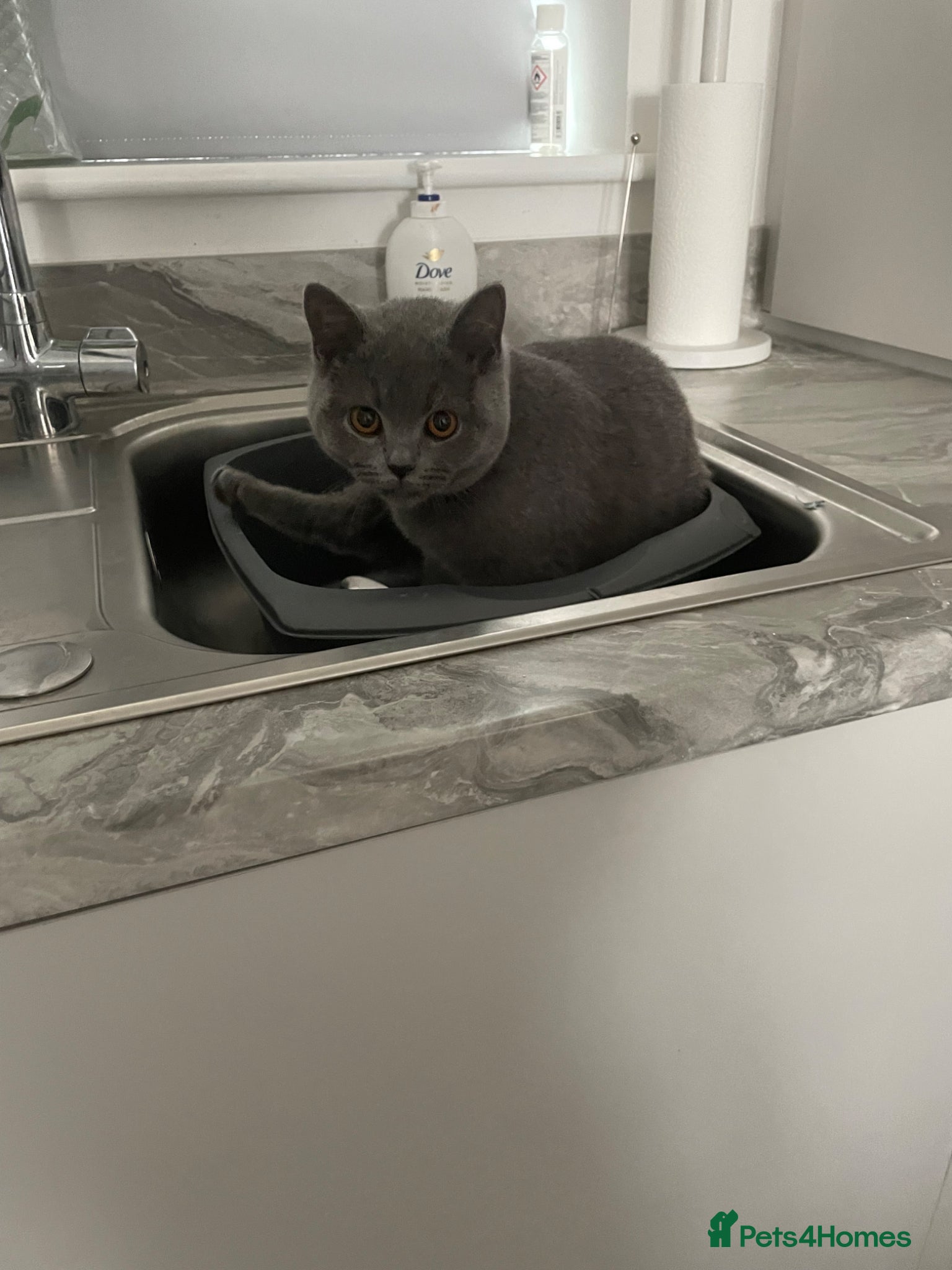 British Shorthair cats Lady Needs A New Loving Home  - Advert 3