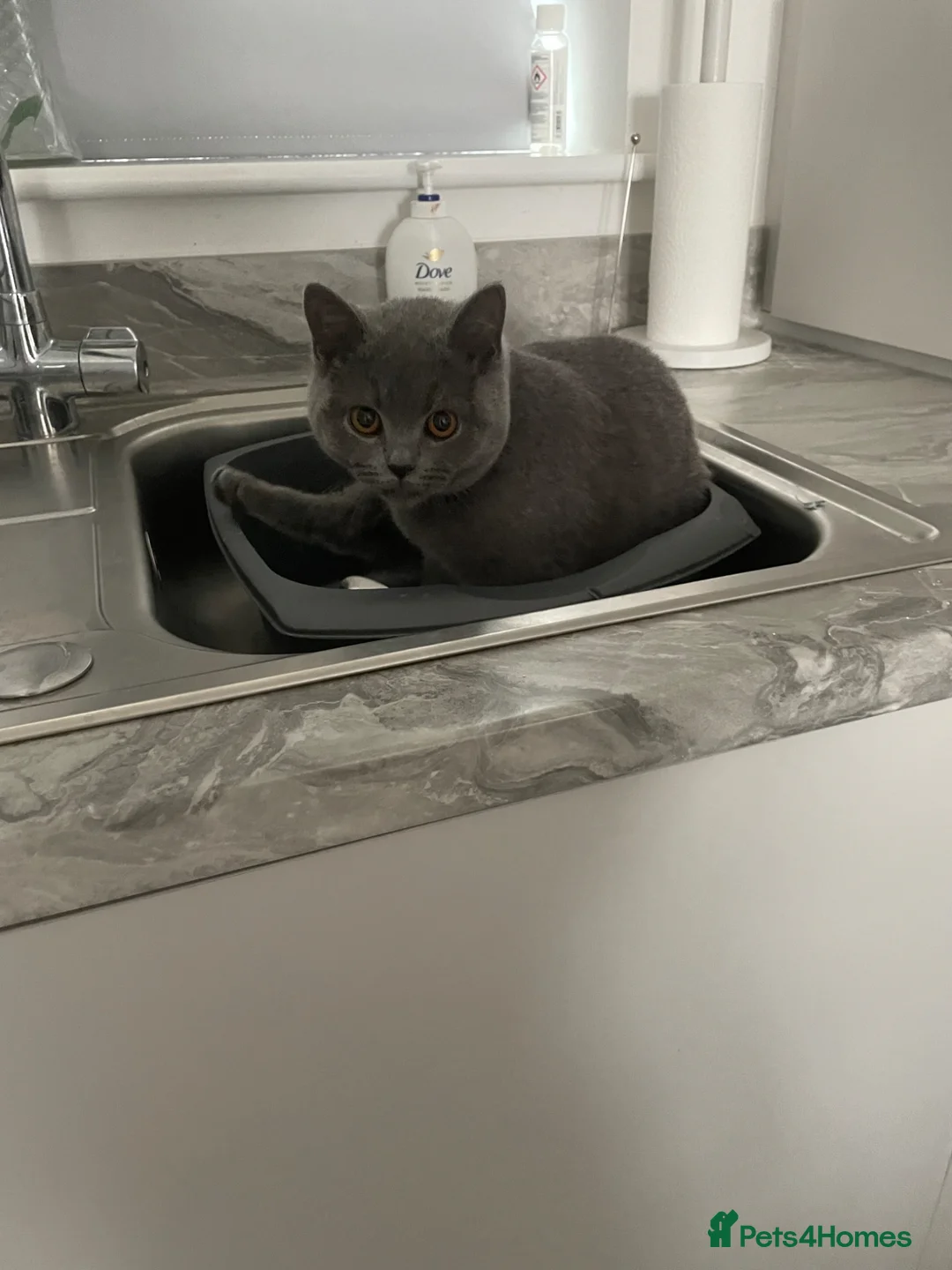 British Shorthair cats for sale: Lady Needs A New Loving Home  - Advert 1